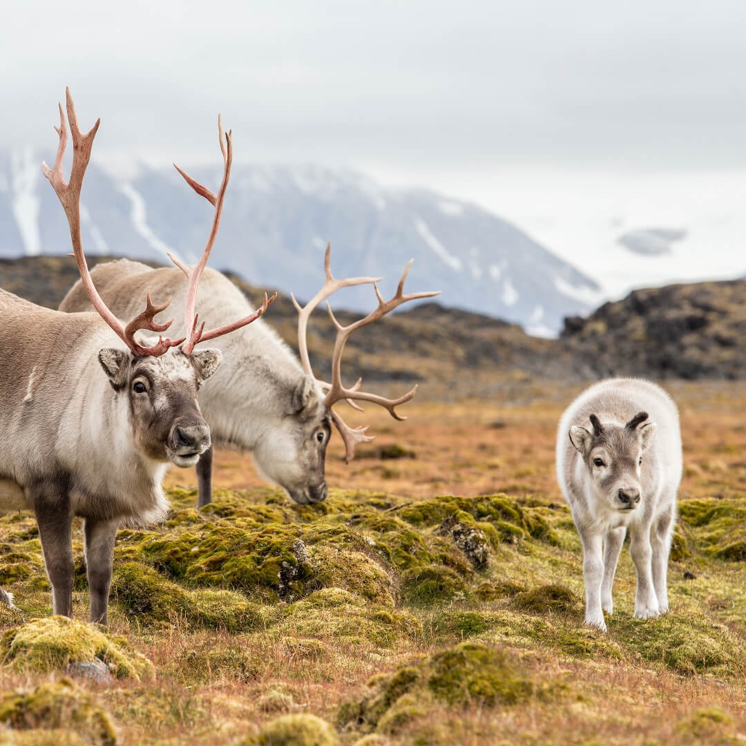 Reindeer - Fascinating Fact 1