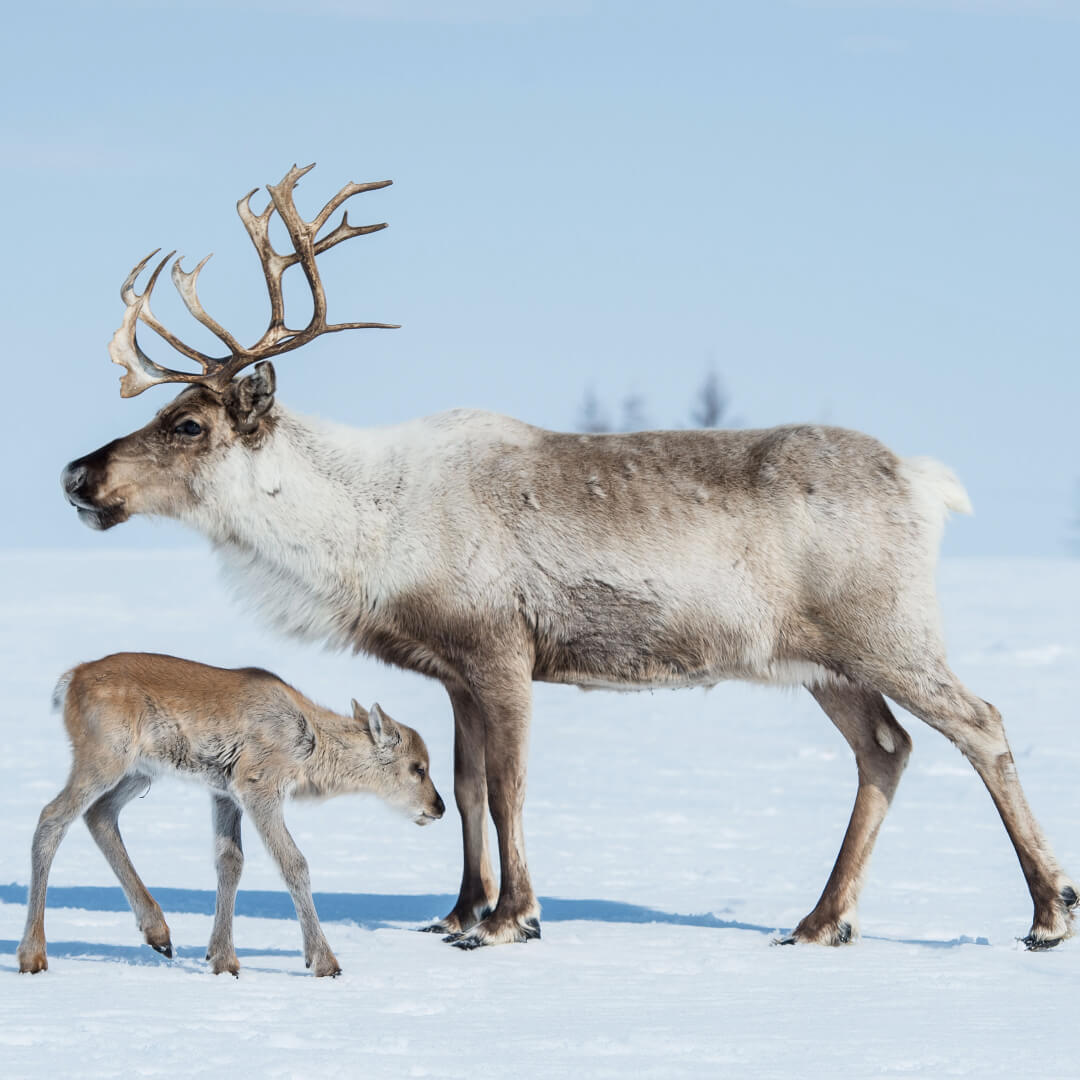 Reindeer - Fascinating Fact 2