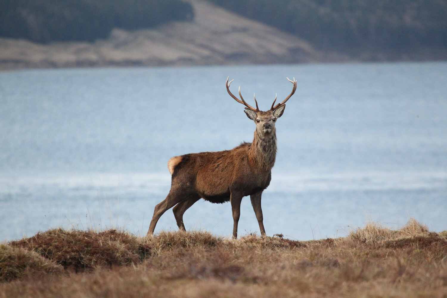 The British Deer Society