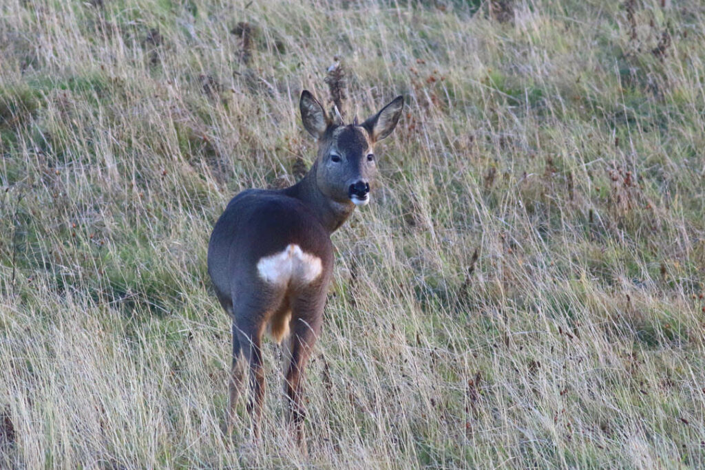 Survey on Illegal Hare and Deer Coursing and its Impacts on Northumbrian Farmers