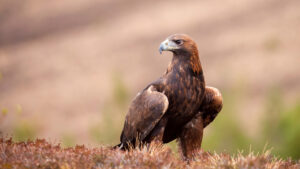 Supporting Golden Eagles: South of Scotland's Appeal for Deer Carcass Donations