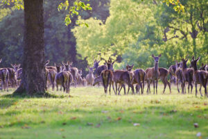 Striking the Balance: A Humane Approach to Deer Population Management