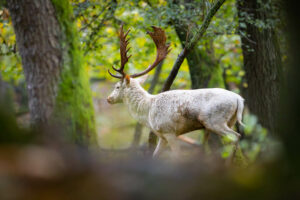 Ask BDS: Are White Deer Rare?