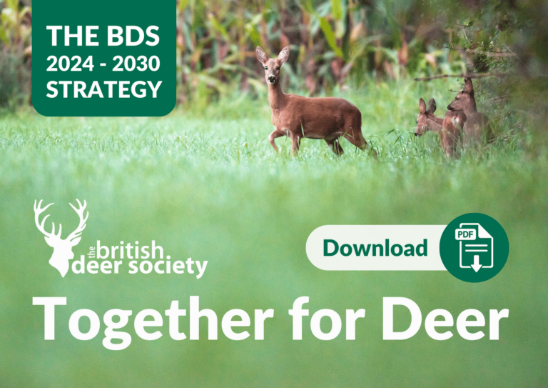The British Deer Society 2024-2030 Strategy: Together for Deer - Download PDF Cover Image