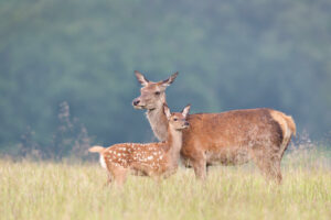 Love for Deer: A Valentine's Pledge