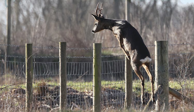 Roe buck jumping a fence hazard by Michael Rusling