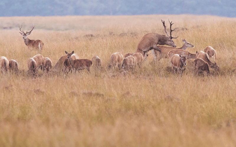 Are deer breeding seasons changing in the UK - Red deer mating