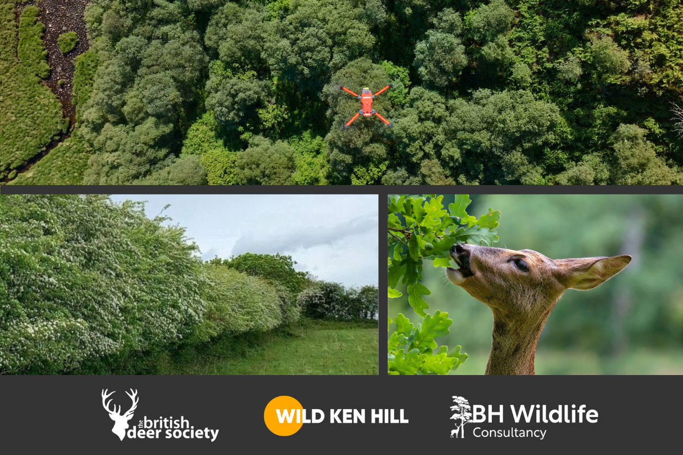BDS Deer Census and Survey Techniques - Best Practice Event at Wild Ken Hill - April 2024 with BH Wildlife Consultancy