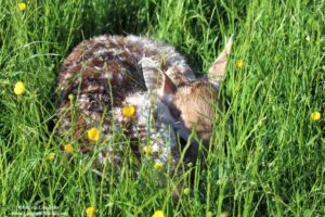 Fallow fawn hiding in long grass - taken by Langbein Wildlife