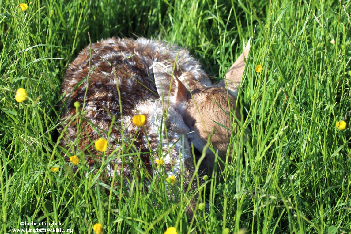 Fallow fawn hiding in long grass - taken by Langbein Wildlife