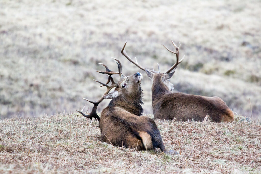 red stags at rest by Linda Mellor