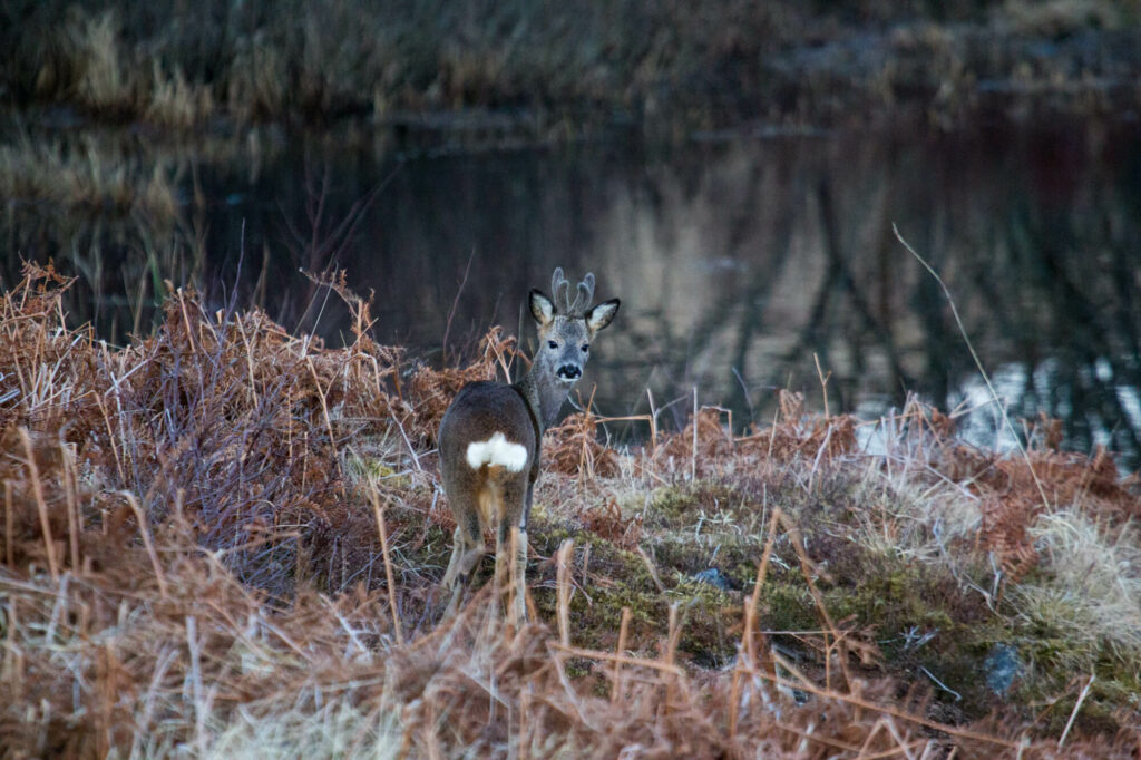 Roe Buck By Pond Looking Back By Linda Mellor