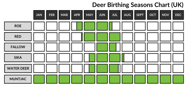 UK Deer Species Birthing Seasons - When do deer give birth in the UK