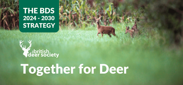 Together for Deer – New BDS strategy launched