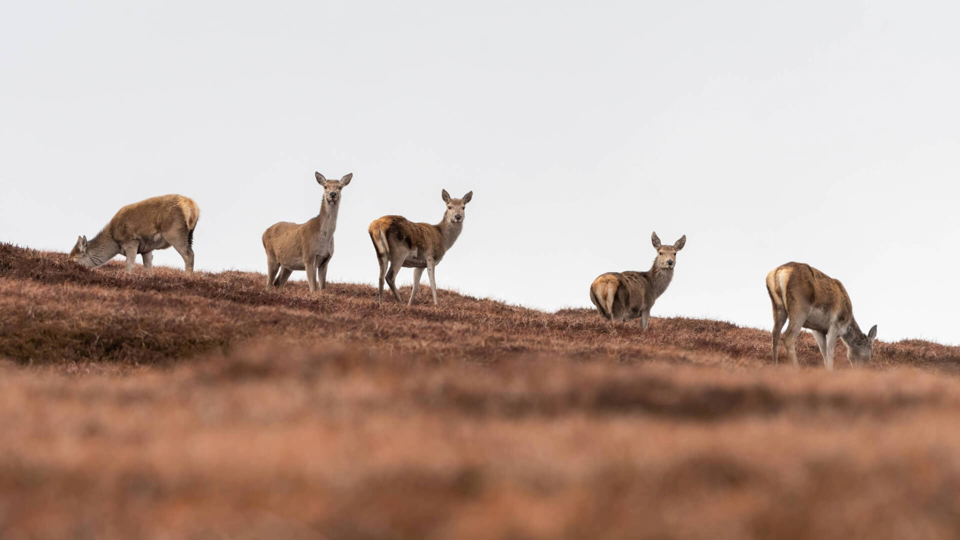 Scottish Government's Deer Management Proposals