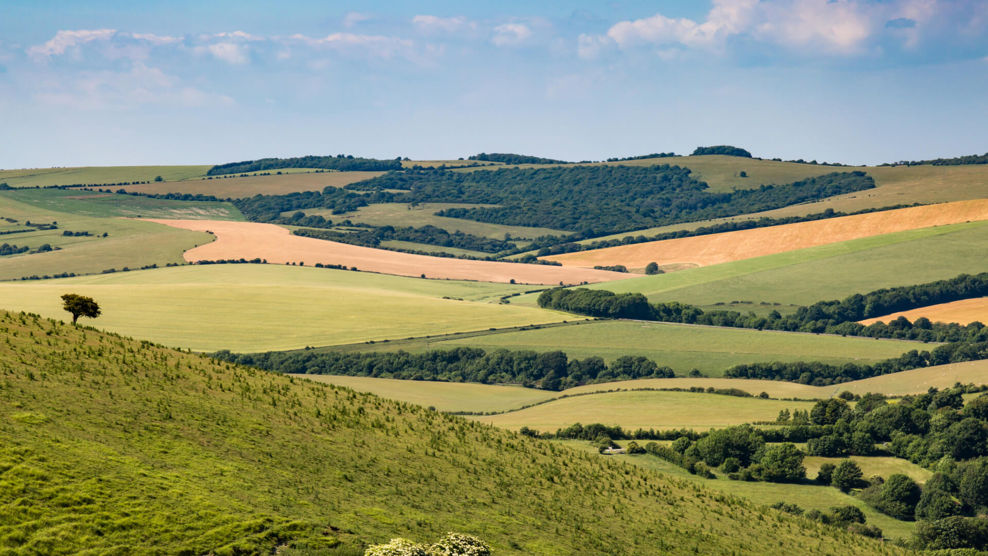 Understanding Tick Hazards in South Downs National Park: New Research Insights