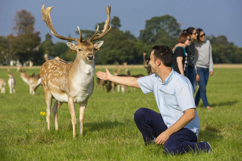 Tourists interacting with deer in Phoenix park Dublin by Victor Maschek