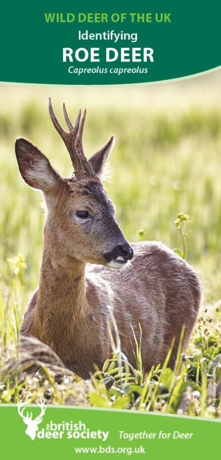 roe deer species leaflet