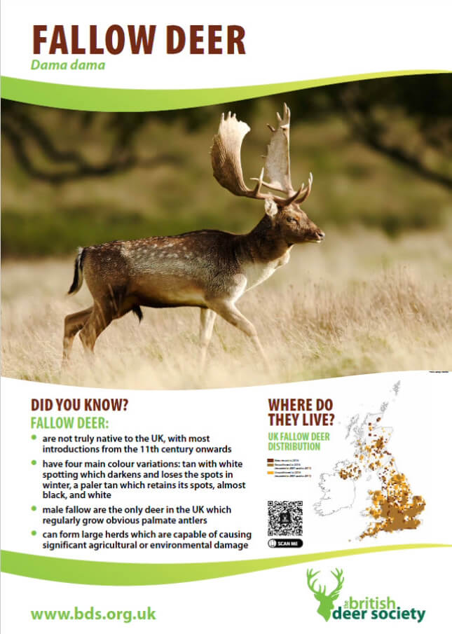 Fallow Deer Poster