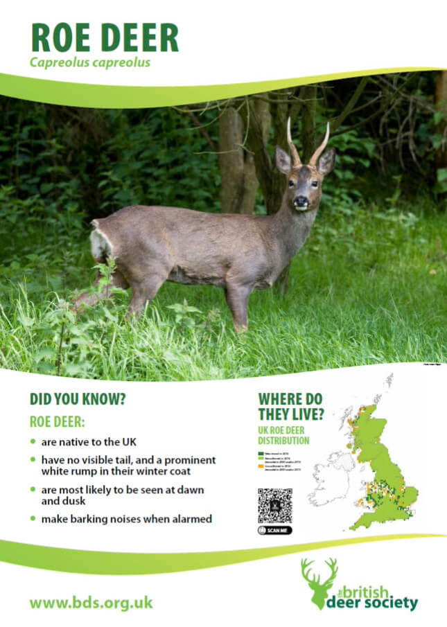 roe deer poster