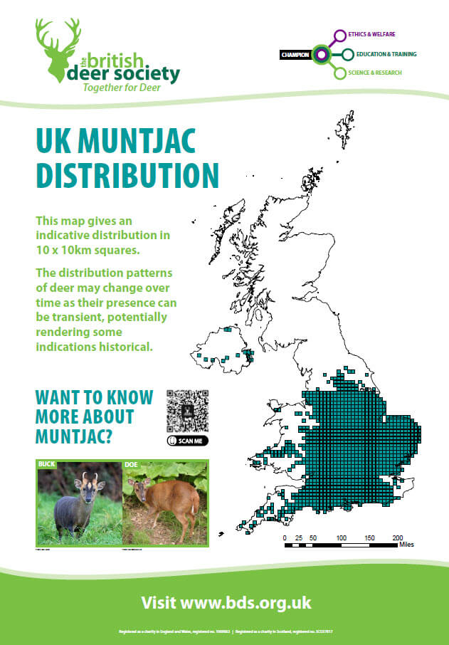 Deer Distribution Map Muntjac Deer 2023