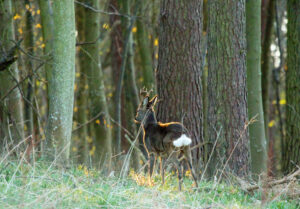 Roe buck heading back to the forest by Linda Mellor