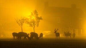 Pressure of UK Population Growth on Deer