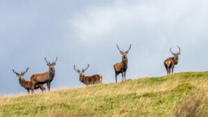 Scottish Government Consultation on Deer Management: Key Findings and What They Mean for the Future