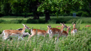 Bluetongue: Essential Guidance for Deer Managers and Stalkers