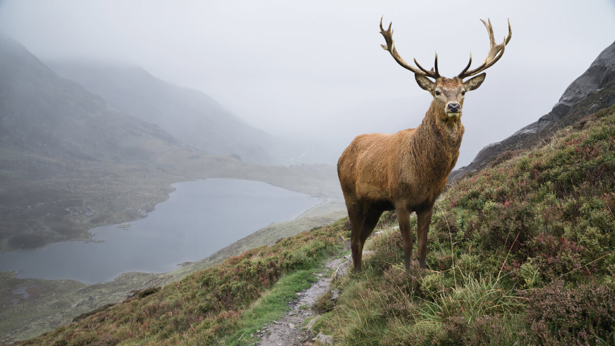 Climate Change and Its Impact on UK Deer Species