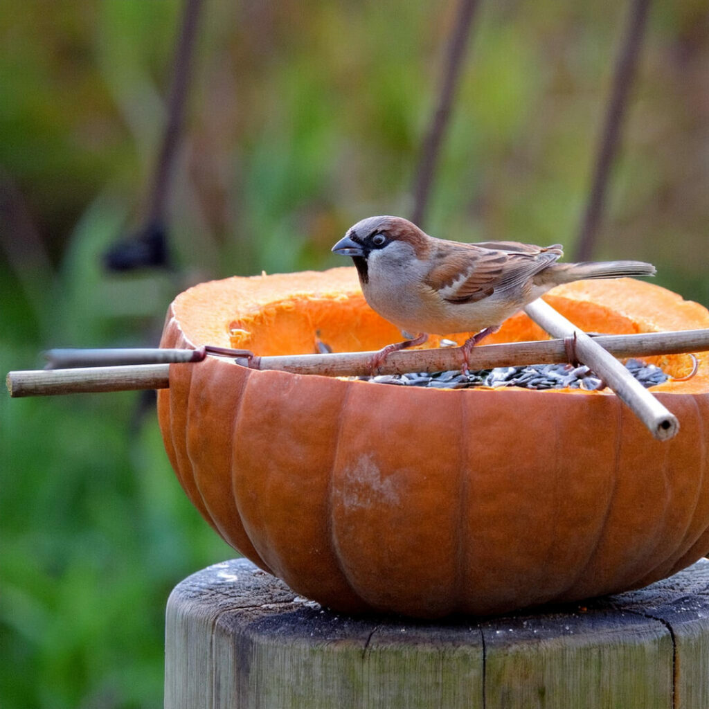 Pumpkin Bird Feeder