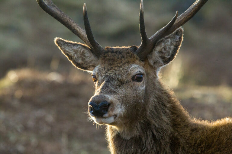 Stag Looking Head and Shoulders Winter Light by Linda Mellor