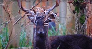 Protecting Deer from Fencing Hazards