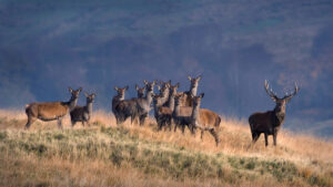 The Role of Deer Management in Conservation in the UK