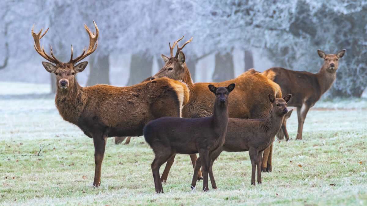 Support The British Deer Society and Help Protect Deer and Their Habitats