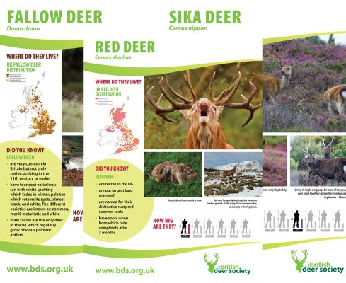 Large Deer Species Posters