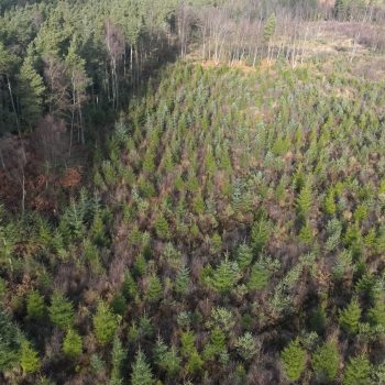 Drone wide angle view above a forested (woodland) area