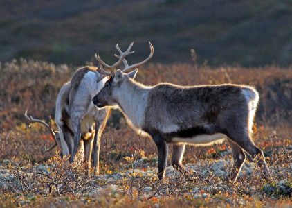 wild reindeer in Norway by Arne Nyaas
